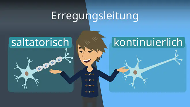 Zum Video: Erregungsleitung
