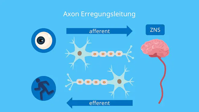 afferent, efferent, zentrales Nervensystem