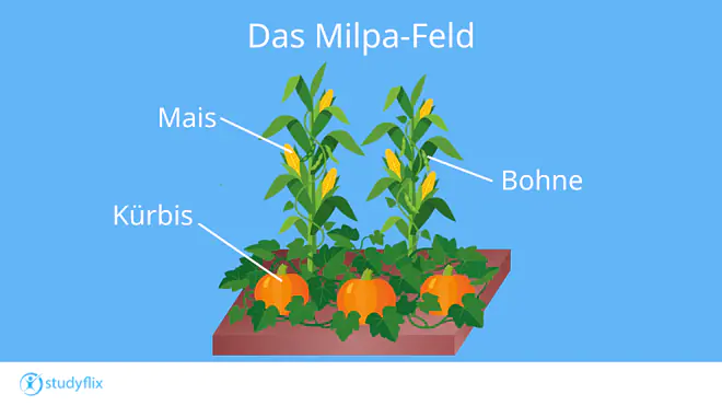 Ein Bild zeigt ein Milpa-Feld. Am Mais schlängeln sich die Bohnen empor. Der Kürbis edeckt mit seinen großen Blättern den Boden.