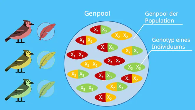 Genpool, Evolution, Evolutionsfaktoren, Selektion, Mutation, Rekombination; Allelfrequenz, Genfluss, Allelhäufigkeit