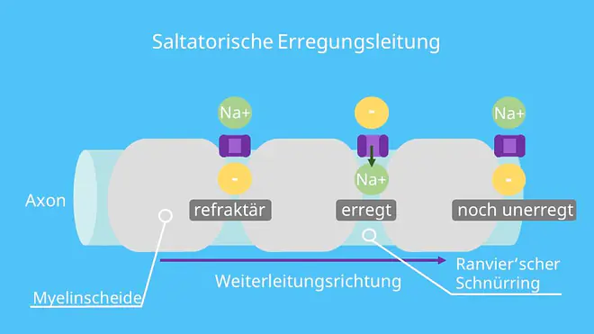 saltatorisch, Refraktärzeit, Myelinscheide, Ranvierscher Schnürring Funktion, Depolarisierung