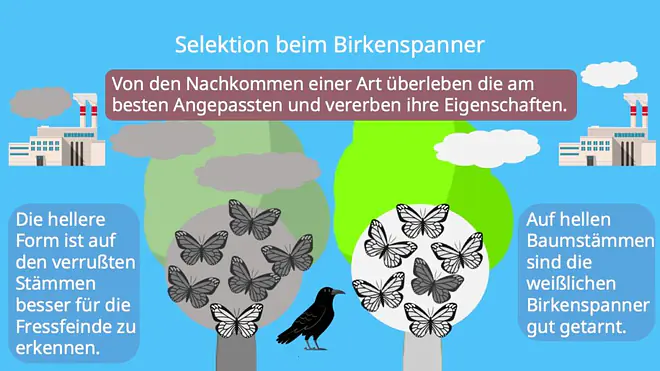 Selektion, Industiemelanismus, Birkenspanner, Beispiel