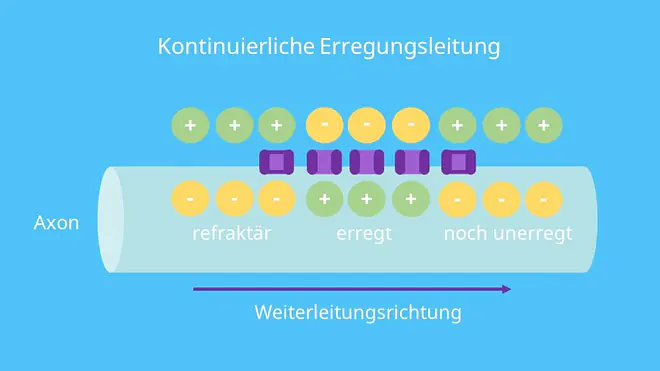 saltatorisch, Refraktärzeit, Myelinscheide, Ranvierscher Schnürring Funktion, Depolarisierung