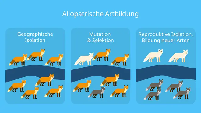 Speziation, geografische Isolation, Beispiel, Separation, Selektion, Mutation, Genfluss, Genpool, reproduktive Isolation, Entstehung neuer Arten