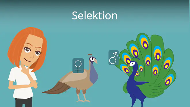 Zum Video: Selektion