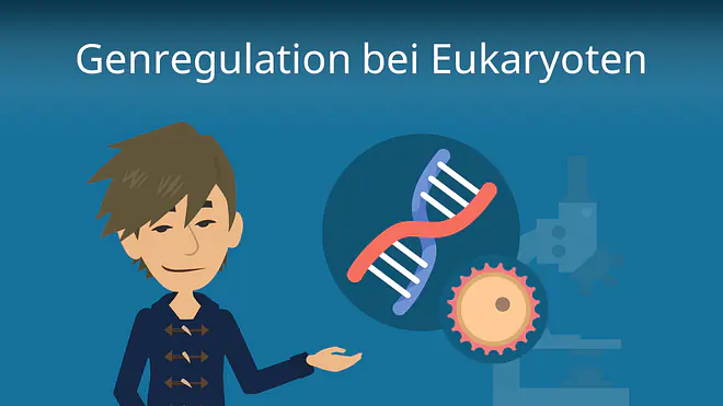Zum Video: Genregulation bei Eukaryoten