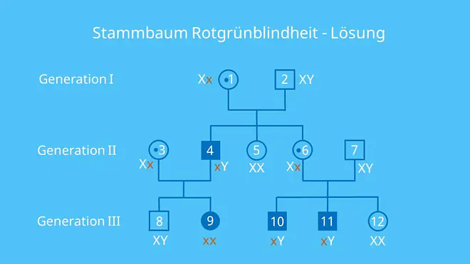Stammbaumanalyse Übungen, Stammbaumanalyse Aufgaben mit Lösungen, gonosomal rezessiv, Erbkrankheit, X-Chromosomal, Stammbaumanalyse Beispiel, Stammbaum Beispiel