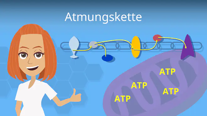 Zum Video: Atmungskette