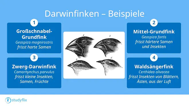 Das Bild zeigt vier Beispiele für Finken, die auf den Galapagosinseln je nach Nahrung unterschiedliche Schnäbel entwickelt haben. Während der Großschnabel-Grundfink einen sehr dicken Schnabel besitzt, der ihm beim Samen fressen hilft, ist der Schnabel des Mittel-Grundfinks deutlich schmaler, wodurch er sich zum Verspeisen härterer Samen und Insekten eignet. Der Zwerg-Darwinfink besitzt einen kleinen Schnabel, mit dem er kleine Insekten und Früchte fressen kann und der Waldsängerfink hat schließlich einen eher langen Schnabel, der ihm dabei hilft Insekten von Blättern oder aus der Luft zu schnappen.