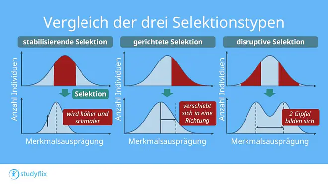 Die Grafik zeigt den Unterschied zwischen den drei Selektionstypen. Während der Gipfel durch die stabilisierende Selektion höher wird und sich bei der gerichteten Selektion in Richtung eines Extrems verschiebt, bilden sich bei der disruptiven Selektion zwei Gipfel.