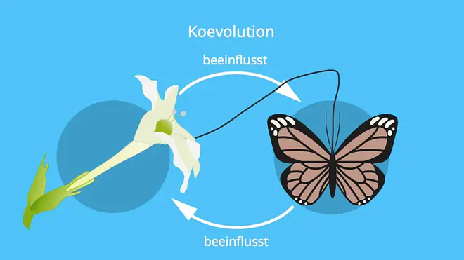 Die Grafik zeigt das Prinzip der Koevolution, indem sie veranschaulicht, wie sich eine Blüte und ein Schmetterling gegenseitig beeinflussen und ihre Merkmale im Verlauf der Evolution aufeinander abstimmen.