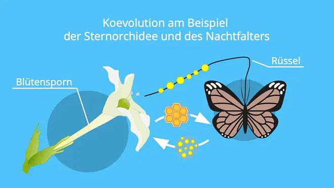 Die Abbildung erklärt die Koevolution zwischen der Sternorchidee und einem Nachtfalter, indem sie zeigt, wie der lange Blütensporn der Pflanze und der ebenso lange Rüssel des Falters gemeinsam entstanden sind und wie der Falter beim Nektarsaugen die Bestäubung übernimmt.