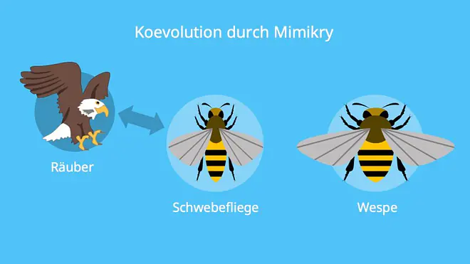 Die Grafik zeigt, wie eine harmlose Schwebefliege durch ihr wespenähnliches Aussehen Räuber täuscht und so ein Beispiel für Koevolution durch Mimikry darstellt.