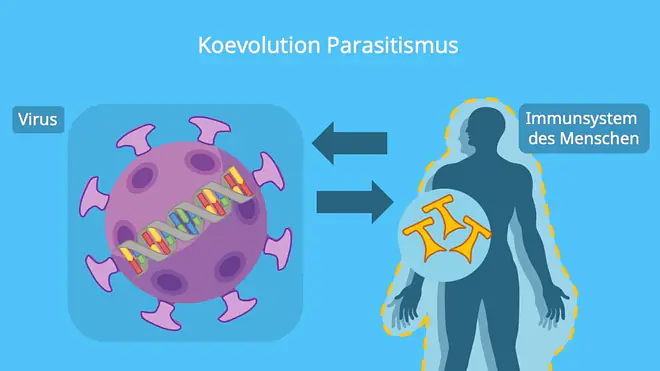 Die Grafik zeigt die koevolutionäre Wechselwirkung zwischen einem Virus und dem menschlichen Immunsystem, bei der sich beide Seiten ständig anpassen, um sich gegenseitig zu übertreffen.