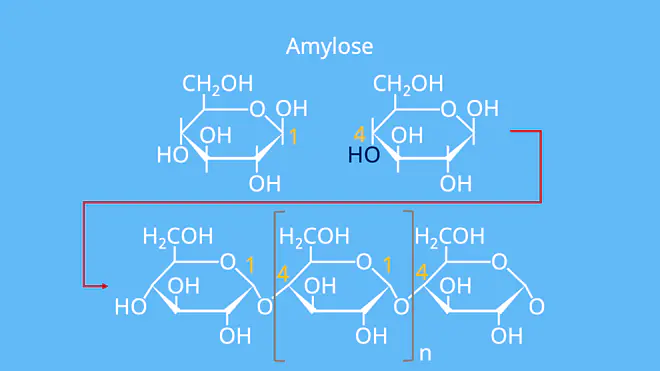 Stärke Molekül, Stärke Chemie, Aufbau von Stärke, Stärke Formel, Stärke Aufbau