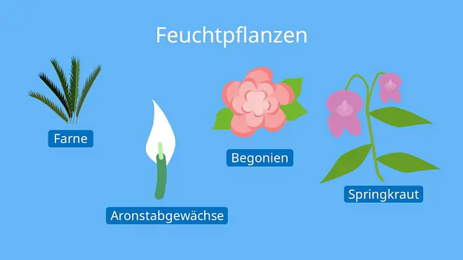 Feuchtpflanzen, Hygrophyten, Transpiration Blatt, Transpiration Biologie, Spaltöffnung Blatt, Transpiriert, Transpirieren, Wasser verlieren