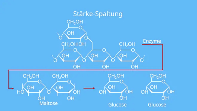 Stärkeabbau, Stärke Chemie, Stärke Strukturformel, Was ist Stärke
