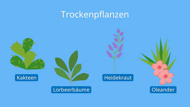 Trockenpflanzen, Xerophyten, Transpiration Blatt, Transpiration Biologie, Spaltöffnung Blatt, Transpiriert, Transpirieren, Wasser verlieren