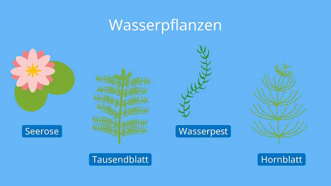 Wasserpflanzen, Hydrophyten, Transpiration Blatt, Transpiration Biologie, Spaltöffnung Blatt, Transpiriert, Transpirieren, Wasser verlieren