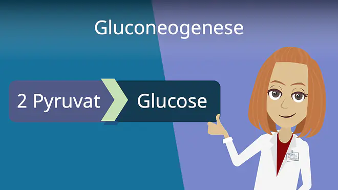 Zum Video: Gluconeogenese