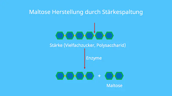 Maltose Glucose, Malzzucker, Stärke, Abbau von Stärke