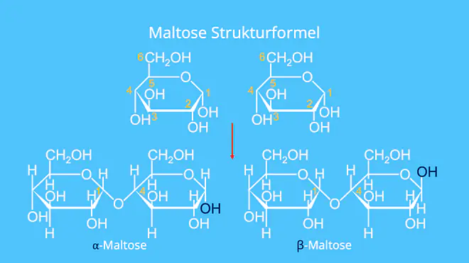 Maltose Haworth, Was ist Maltose, Maltose besteht aus, Maltose Aufbau, Malzbier Zucker, Gerstenmalz Zucker, Maltose, Glucose