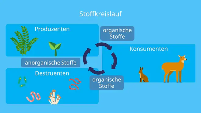 Produzenten, Destruenten, Konsumenten