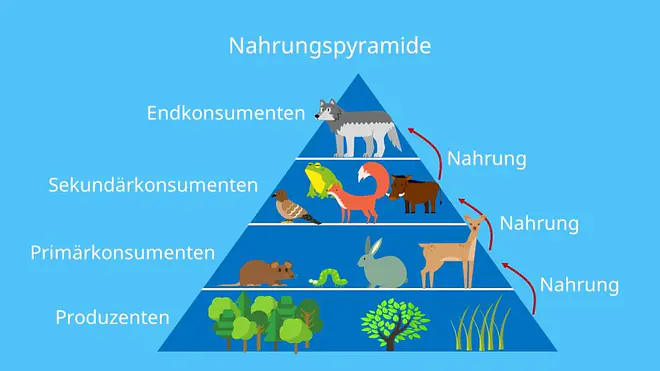 Primärkonsumenten, Sekundärkonsumenten, Endkonsumenten, Produzenten, Konsument