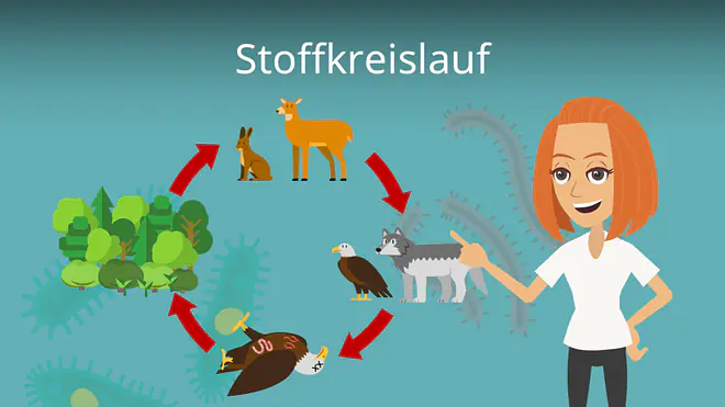 Zum Video: Stoffkreislauf