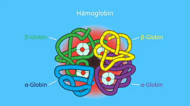 Was ist ein Monomer, Monomer Polymer, Globen, Beta Globen, Alpha Globin