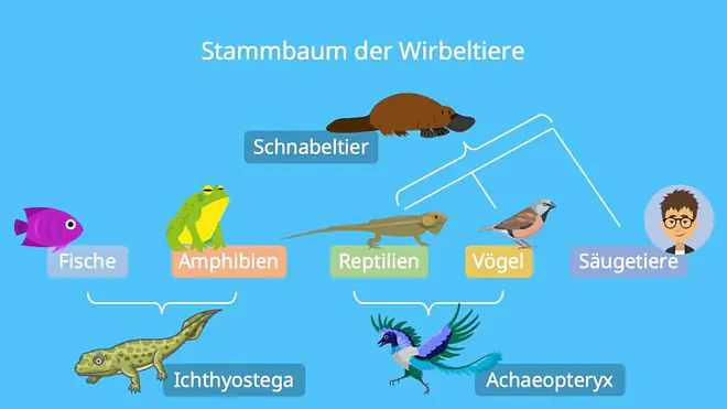 Brückentiere Beispiele, Mosaikformen, Ichthyostega, Archaeopteryx, Schabeltier, Brückentiere