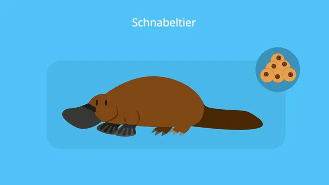 Schnabeltier; Brückentiere Beispiele; Reptilienmerkmale, rezent bedeutung