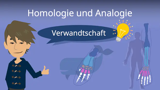 Zum Video: Homologie und Analogie