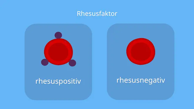 rhesuspositiv, rhesusfaktorpositiv, rhesusnegativ, rhesusfaktornegativ, Rhesussystem, Rh faktor, Antigene, rote Blutkörperchen, Blutgruppe 