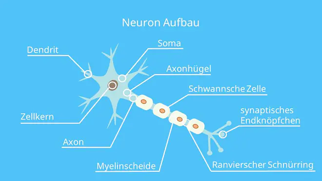 Nervenzelle, Neuron, Dendrit, Zellkern, Soma, Axon, Axonhügel, Myelinscheide, Ranvierscher Schnürring, Schwannsche Zelle, synaptisches Endknöpfchen