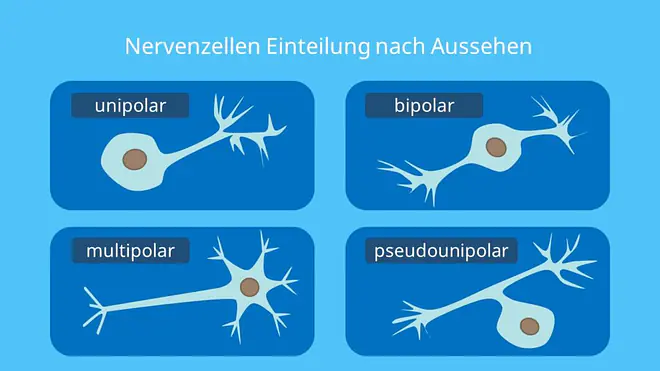 unipolare Nervenzelle, bipolare Nervenzelle, pseudounipolar Nervenzelle, multipolare Nervenzelle, Neuron