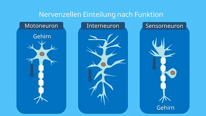 Motoneuron, motorische Nervenzelle, Interneuron, Sensorneuron, sensorische Nervenzelle