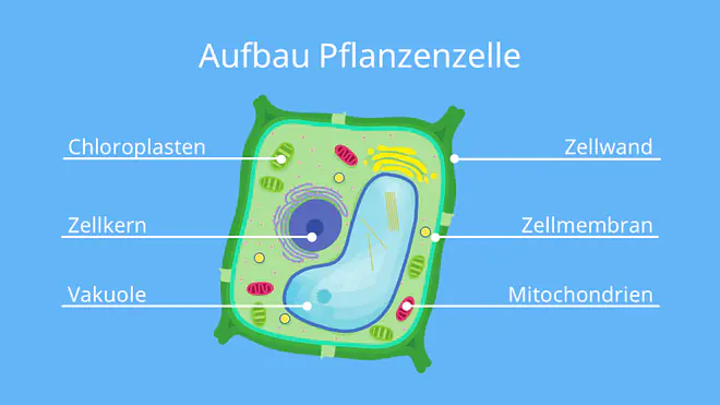 pflanzenzelle aufbau, aufbau pflanzenzelle, pflanzenzelle beschriftet, pflanzliche zelle aufbau, aufbau pflanzliche zelle, pflanzliche zelle beschriftet, aufbau einer pflanzlichen zelle, pflanzenzelle beschriftung, pflanzenzelle zeichnen, beschriftete pflanzenzelle, pflanzliche zelle aufbau und funktion, beschriftung pflanzenzelle, beschriftung zelle, pflanzenzelle mit beschriftung, schema einer pflanzenzelle, pflanzliche zelle beschriftung, zelle mit beschriftung, aufbau einer zelle pflanze, aufbau einer pflanzenzelle
