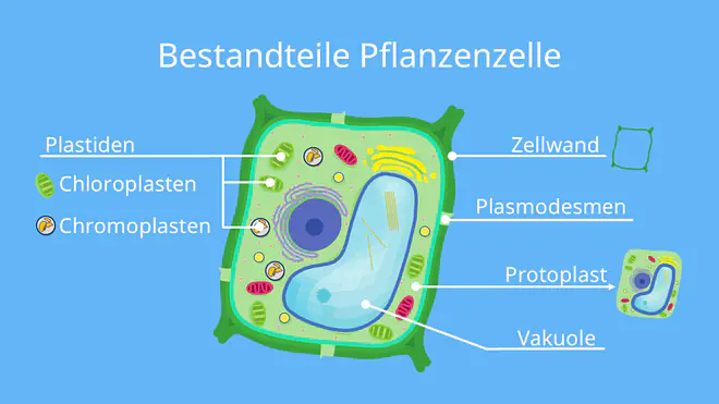 pflanzenzelle aufbau, aufbau pflanzenzelle, pflanzenzelle beschriftet, pflanzliche zelle aufbau, aufbau pflanzliche zelle, pflanzliche zelle beschriftet, aufbau einer pflanzlichen zelle, pflanzenzelle beschriftung, pflanzenzelle zeichnen, beschriftete pflanzenzelle, pflanzliche zelle aufbau und funktion, beschriftung pflanzenzelle, beschriftung zelle, pflanzenzelle mit beschriftung, schema einer pflanzenzelle, pflanzliche zelle beschriftung, zelle mit beschriftung, aufbau einer zelle pflanze, aufbau einer pflanzenzelle