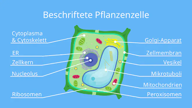 pflanzenzelle aufbau, aufbau pflanzenzelle, pflanzenzelle beschriftet, pflanzliche zelle aufbau, aufbau pflanzliche zelle, pflanzliche zelle beschriftet, aufbau einer pflanzlichen zelle, pflanzenzelle beschriftung, pflanzenzelle zeichnen, beschriftete pflanzenzelle, pflanzliche zelle aufbau und funktion, beschriftung pflanzenzelle, beschriftung zelle, pflanzenzelle mit beschriftung, schema einer pflanzenzelle, pflanzliche zelle beschriftung, zelle mit beschriftung, aufbau einer zelle pflanze, aufbau einer pflanzenzelle