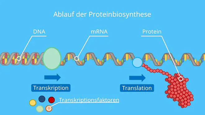 Ablauf der Proteinbiosynthese, Transkription, Transkriptionsfaktoren, Translation DNA, mRNA, Protein, Ribosom