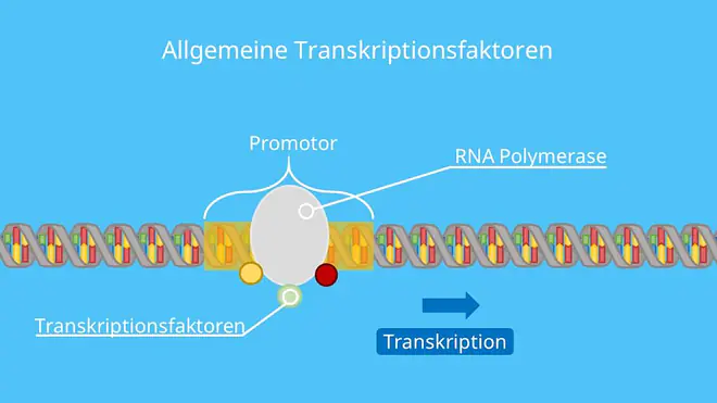 Allgemeine Transkriptionsfaktoren, Transkription; Genregulation, RNA Polymerase, Gen, Transkriptionskomplex