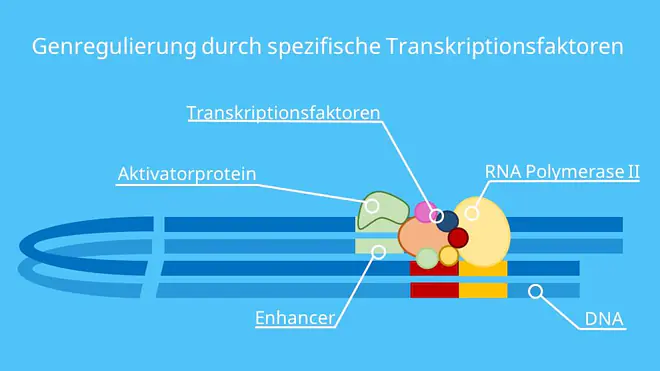 Enhancer, Silencer, RNA-Polymerase, DNA, Transkription, Proteinbiosynthese, Transkriptionsrate