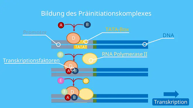 Transkription; Genregulation, RNA Polymerase, Gen, Transkriptionskomplex, Initiation