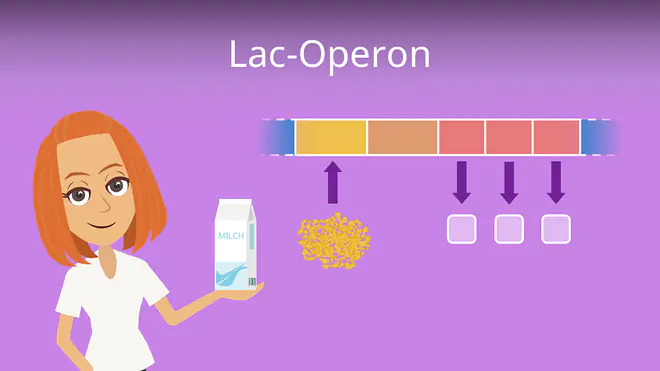 Zum Video: Lac-Operon
