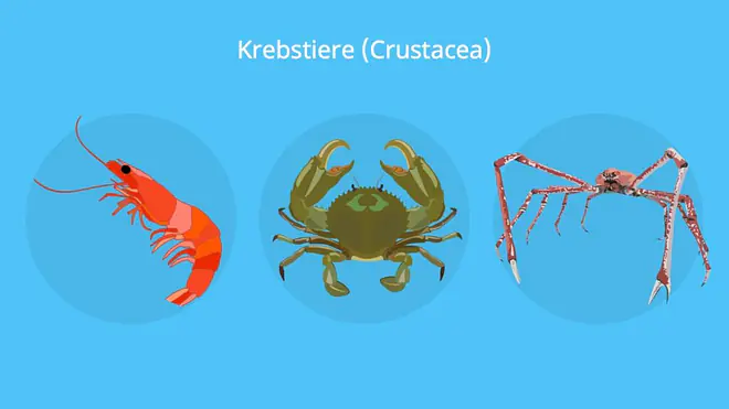 krebstiere, krebse, crustacea, crustaceae, krebs beine, krebs tier, krebstierarten, krebstiere arten, krebse arten, krebse beine, krebse im meer, krebsen, krebstier, krebstiere körperbau, was sind krebstiere
