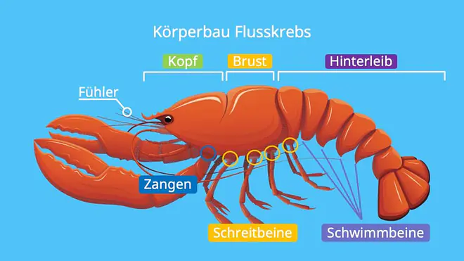 krebstiere, krebse, crustacea, crustaceae, krebs beine, krebs tier, krebstierarten, krebstiere arten, krebse arten, krebse beine, krebse im meer, krebsen, krebstier, krebstiere körperbau, was sind krebstiere, körperbau flusskrebs