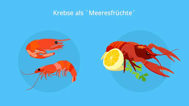 krebstiere, krebse, crustacea, crustaceae, krebs beine, krebs tier, krebstierarten, krebstiere arten, krebse arten, krebse beine, krebse im meer, krebsen, krebstier, krebstiere körperbau, was sind krebstiere