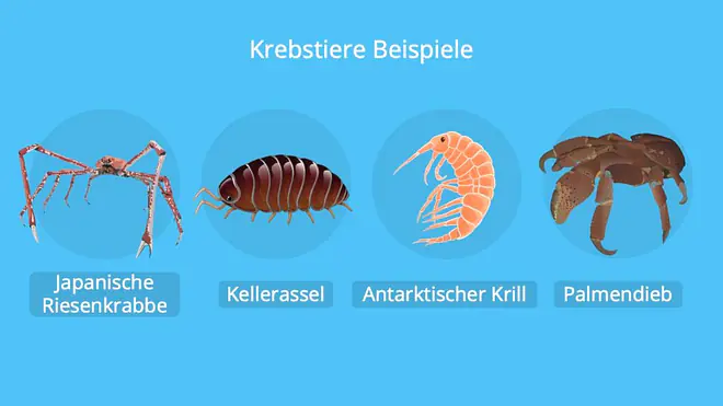 krebstiere, krebse, crustacea, crustaceae, krebs beine, krebs tier, krebstierarten, krebstiere arten, krebse arten, krebse beine, krebse im meer, krebsen, krebstier, krebstiere körperbau, was sind krebstiere