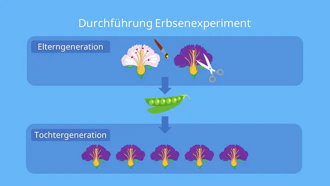 Die Abbildung zeigt die Durchführung eines Erbsenexperiments nach Mendel, bei dem Blüten der Elterngeneration gezielt gekreuzt werden und daraus eine einheitliche Tochtergeneration entsteht. Sie veranschaulicht das Prinzip der kontrollierten Bestäubung und die Vererbung eines dominanten Merkmals in der ersten Nachkommengeneration.